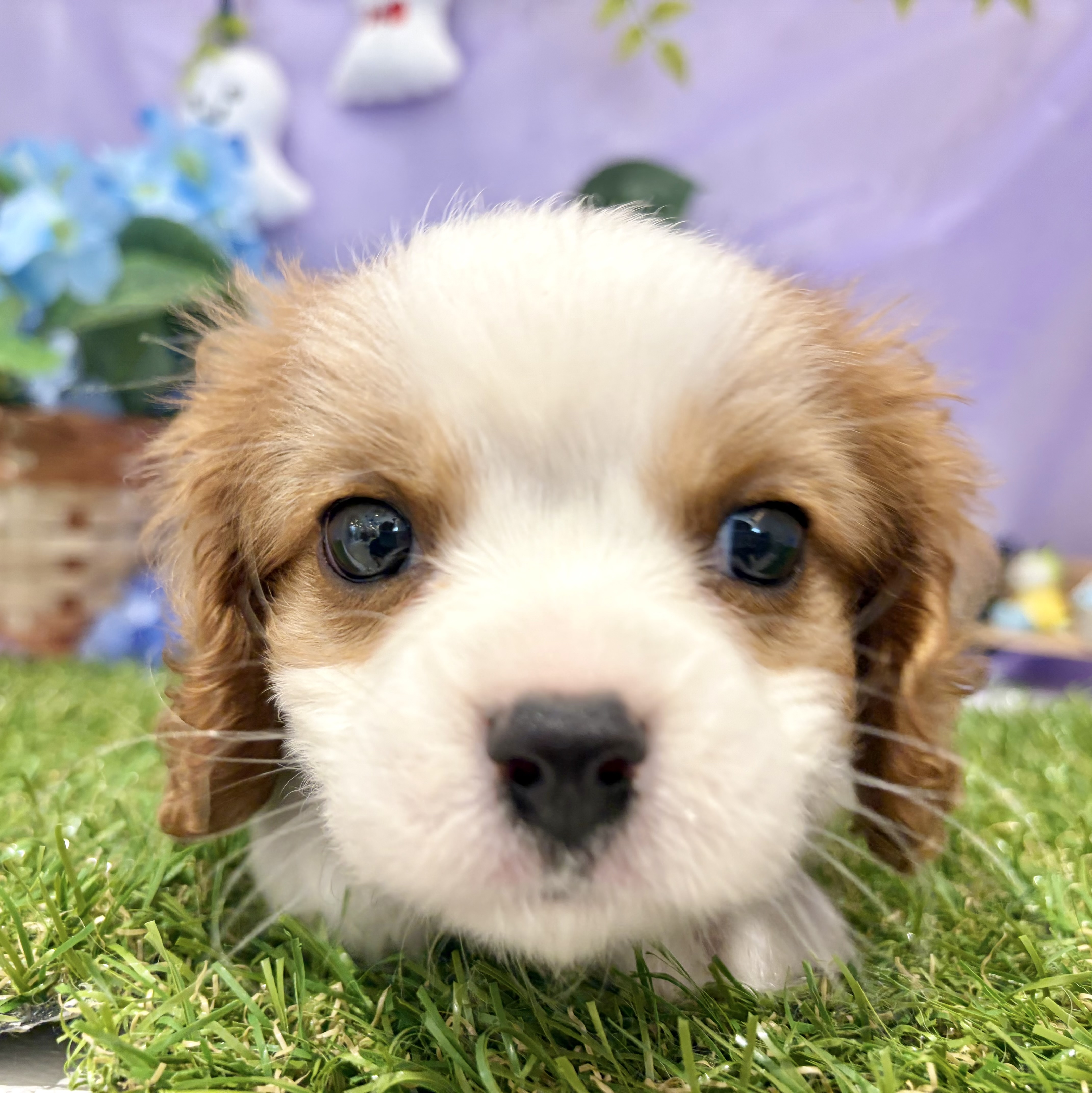 九州・沖縄のキャバリアキングチャールズスパニエルの子犬を価格や特徴