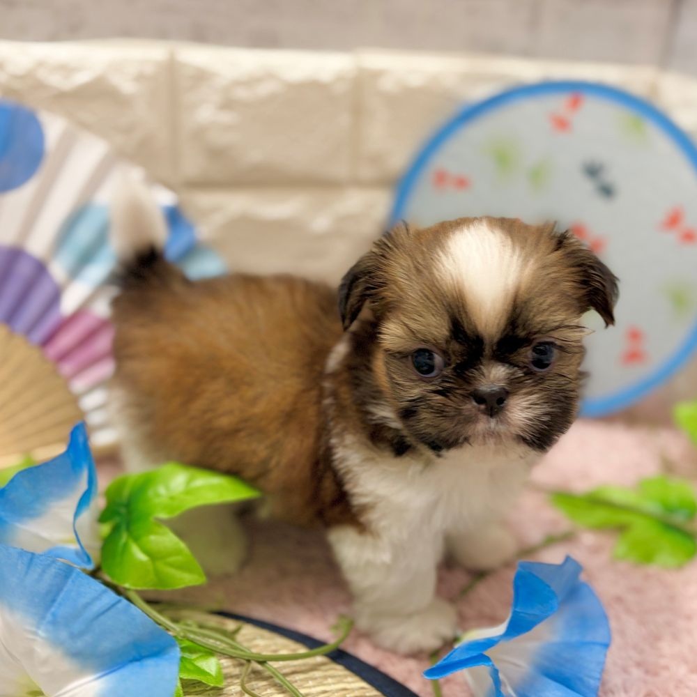 静岡県のシーズーの子犬を価格や特徴で探す|ペットショップ探すなら