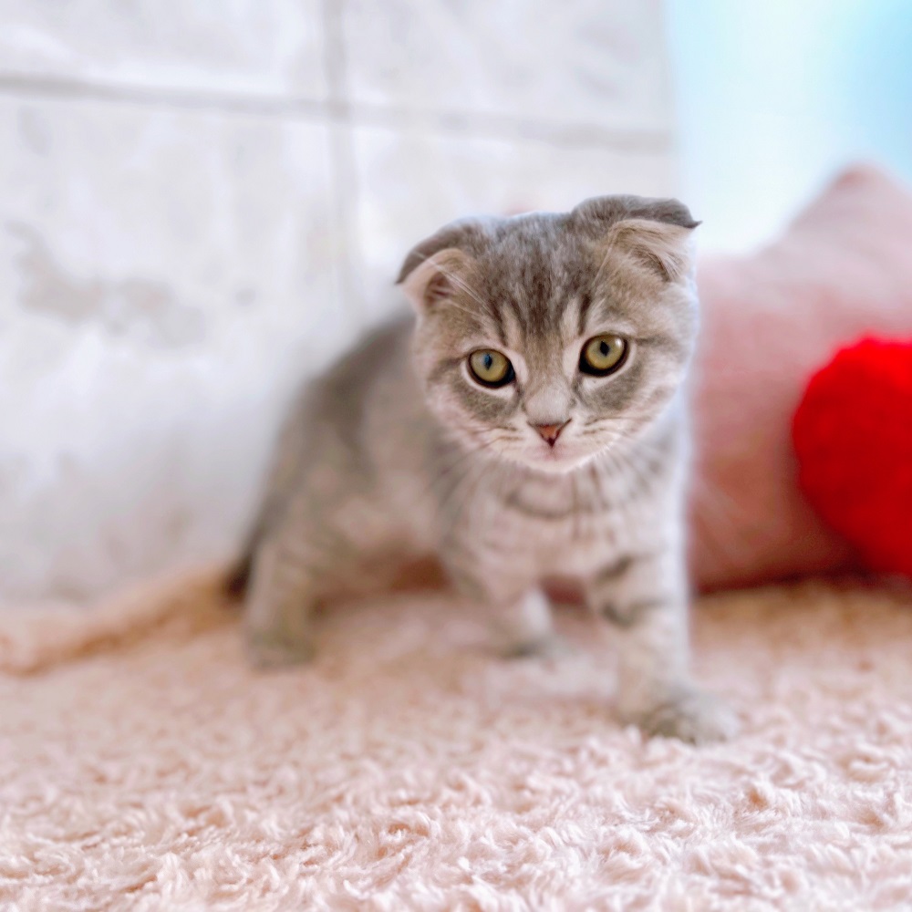 猫 マグネット ペルシャ スコティッシュフォールド マンチカン 三毛猫