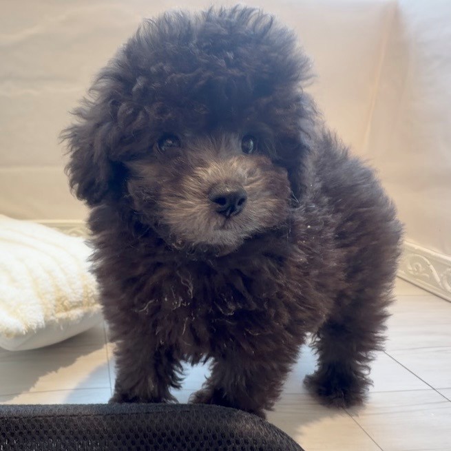 トイプードル(トイ)(グレー(灰)系)の子犬を価格や特徴で探す|ペット
