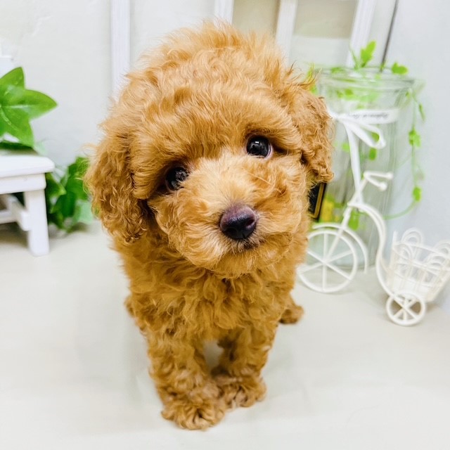 レッド(赤系)のトイプードルの子犬一覧 | ペットショップ 犬の家