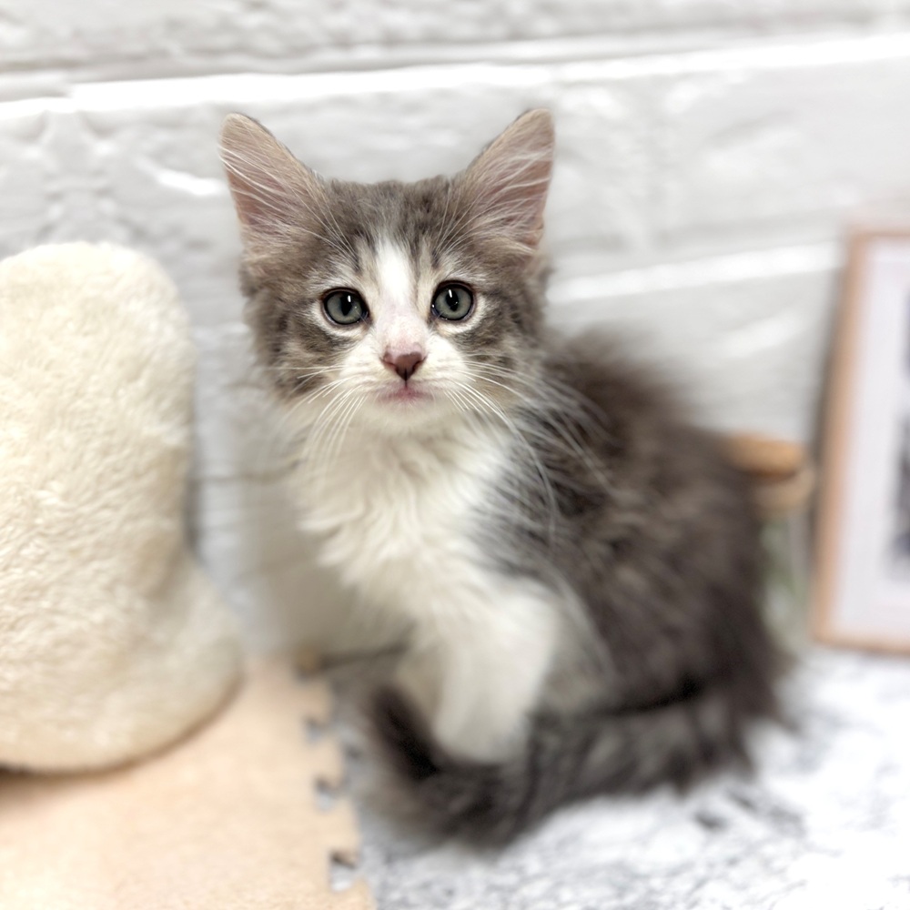 ブルー(青系)のノルウェージャンフォレストキャットの子猫一覧