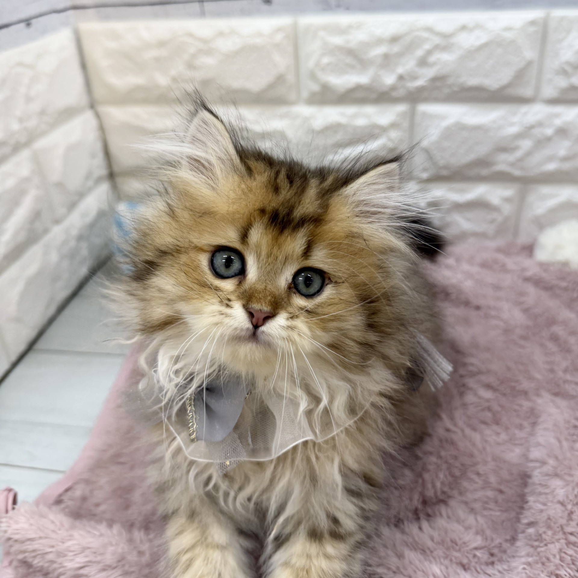 チンチラゴールデンのペルシャ 35頭掲載中|相場19万円
