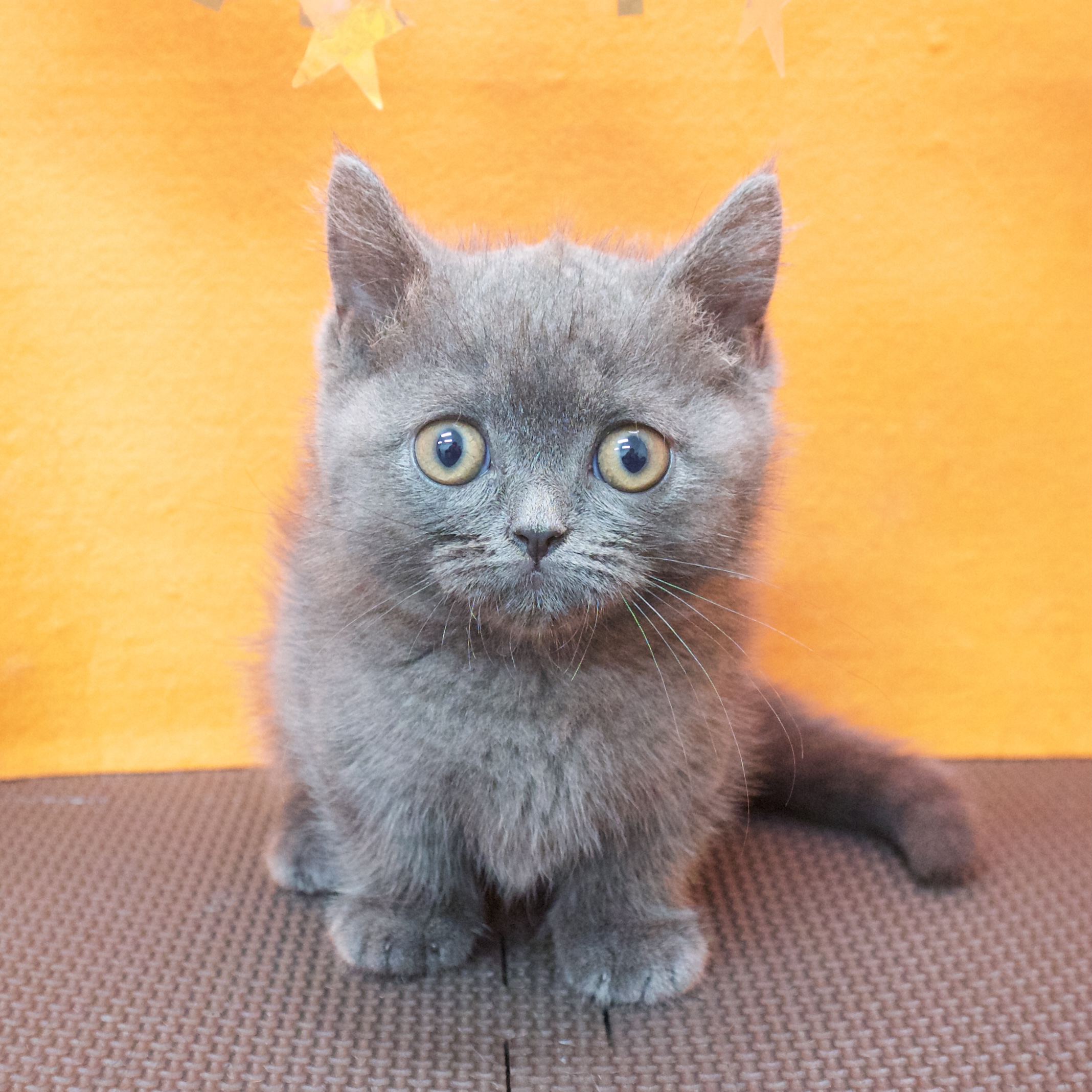 ブルー(青系)のロシアンブルーの子猫一覧 | ペットショップ 犬の家&猫