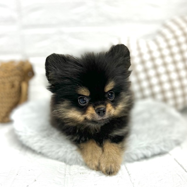 ポメラニアンクロページ 黒ポメちゃんの成長アルバム 】クリスマスに誕生した黒ポメ