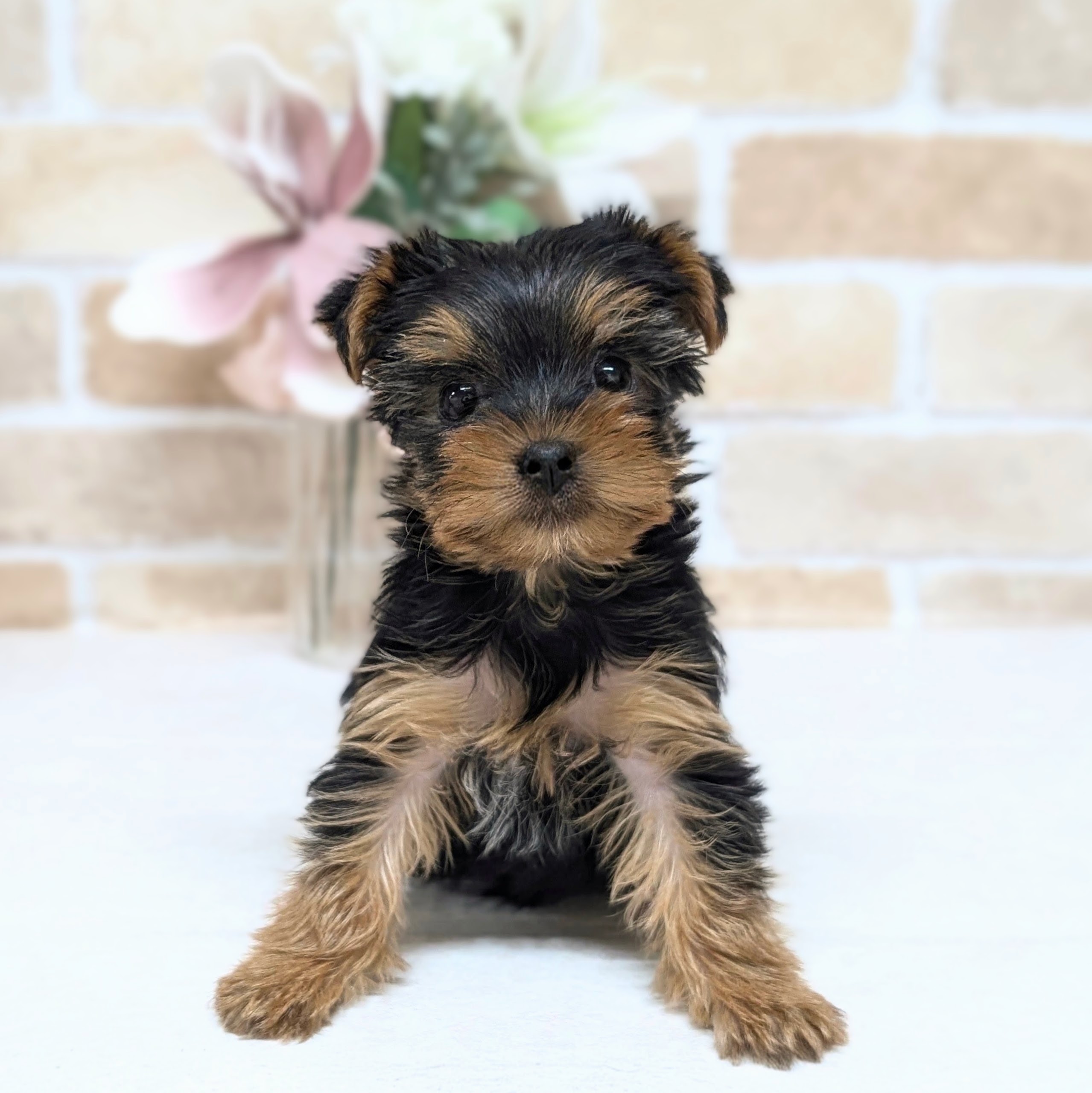 ヨークシャーテリアの子犬一覧 | ペットショップ 犬の家&猫の里 | 子犬