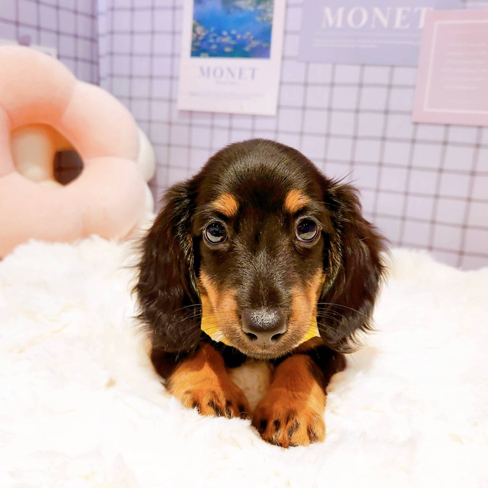 ミニチュアダックスフンド(ブラックタン)の子犬を価格や特徴で探す
