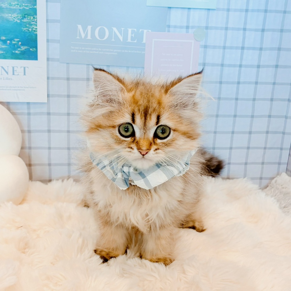 ペルシャ(チンチラゴールデン)の子猫を価格や特徴で探す|ペット