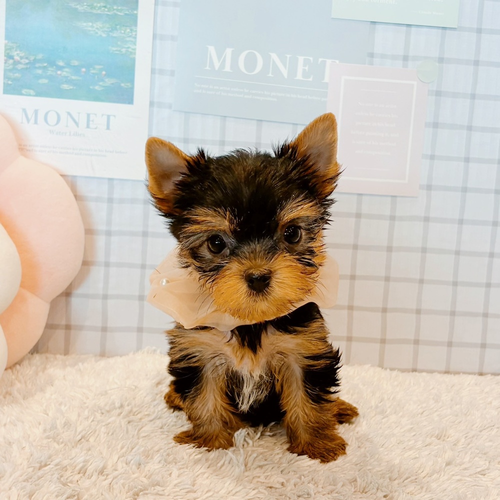 甲信越・北陸のヨークシャーテリアの子犬を価格や特徴で探す|ペット