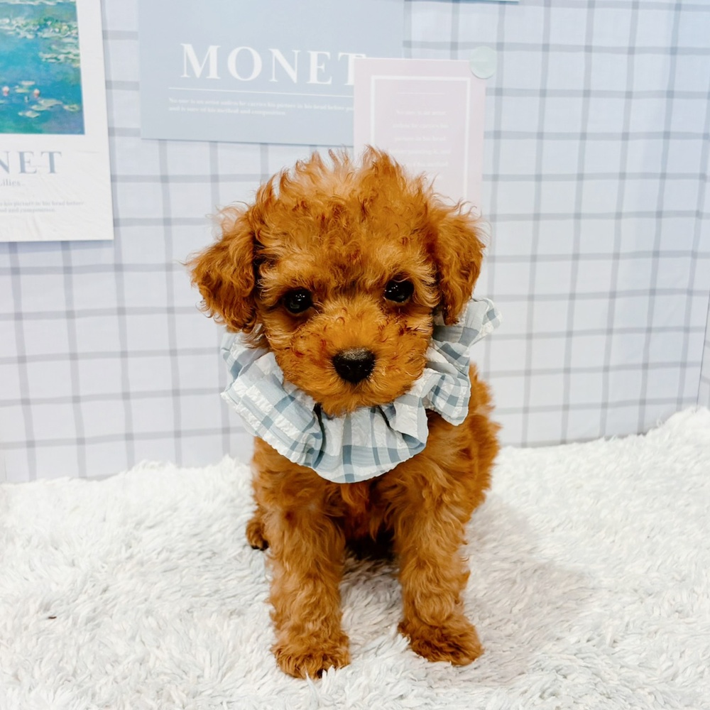 トイプードル(レッド)の子犬を価格や特徴で探す|ペットショップ探す