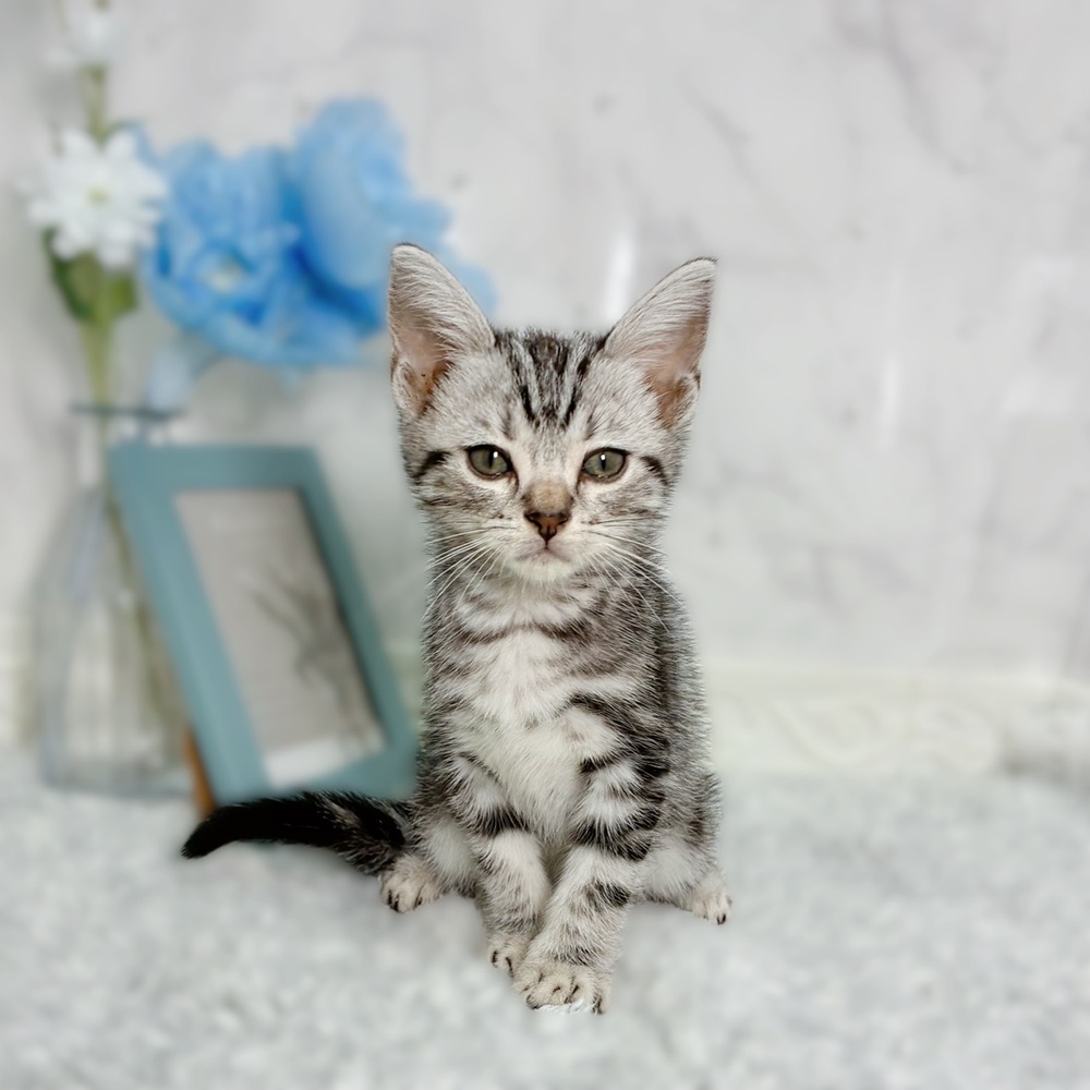 シルバー系のアメリカンショートヘアの子猫一覧 | ペットショップ 犬の