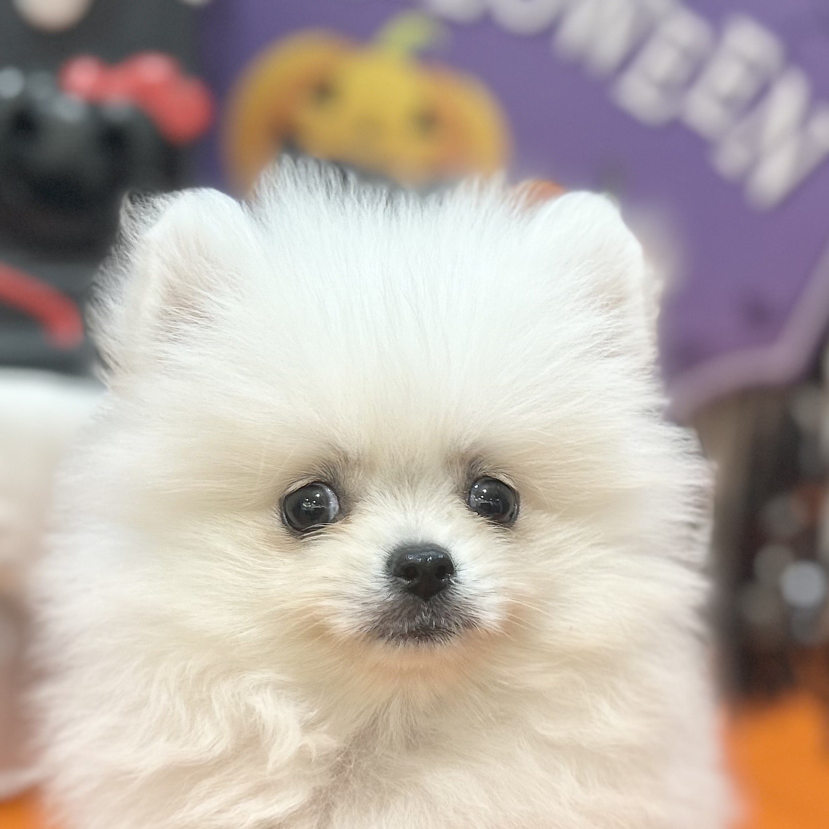 オーダー受付　ポメラニアン　ご予約ページ　5/26 オーダー受付 ポメラニアン ご予約ページ 5/26 オーダー受付