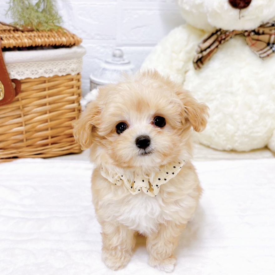 ☆るうたん品☆チャーム☆ビーズマスコット☆トイプー☆ヨーキー