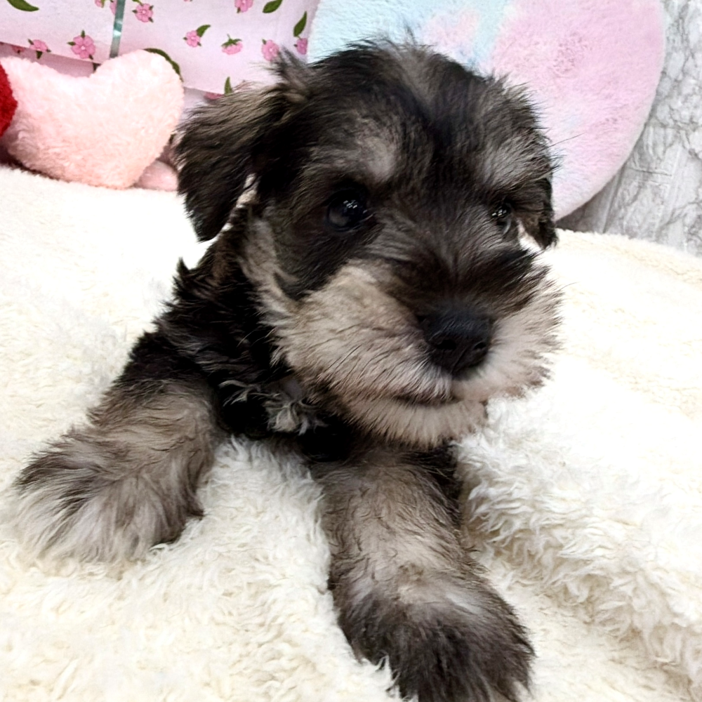 愛知県のミニチュアシュナウザー (犬の家＆猫の里エアポートウォーク店/2026年5月3日生まれ/男の子/ソルトペッパー)の子犬の3枚目の画像