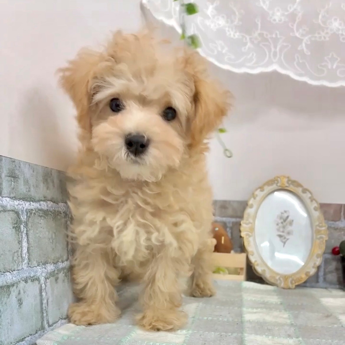 愛知県のマルプー(マルチーズ×プードル) (犬の家＆猫の里碧南店/2025年7月21日生まれ/男の子/クリーム)の子犬の3枚目の画像