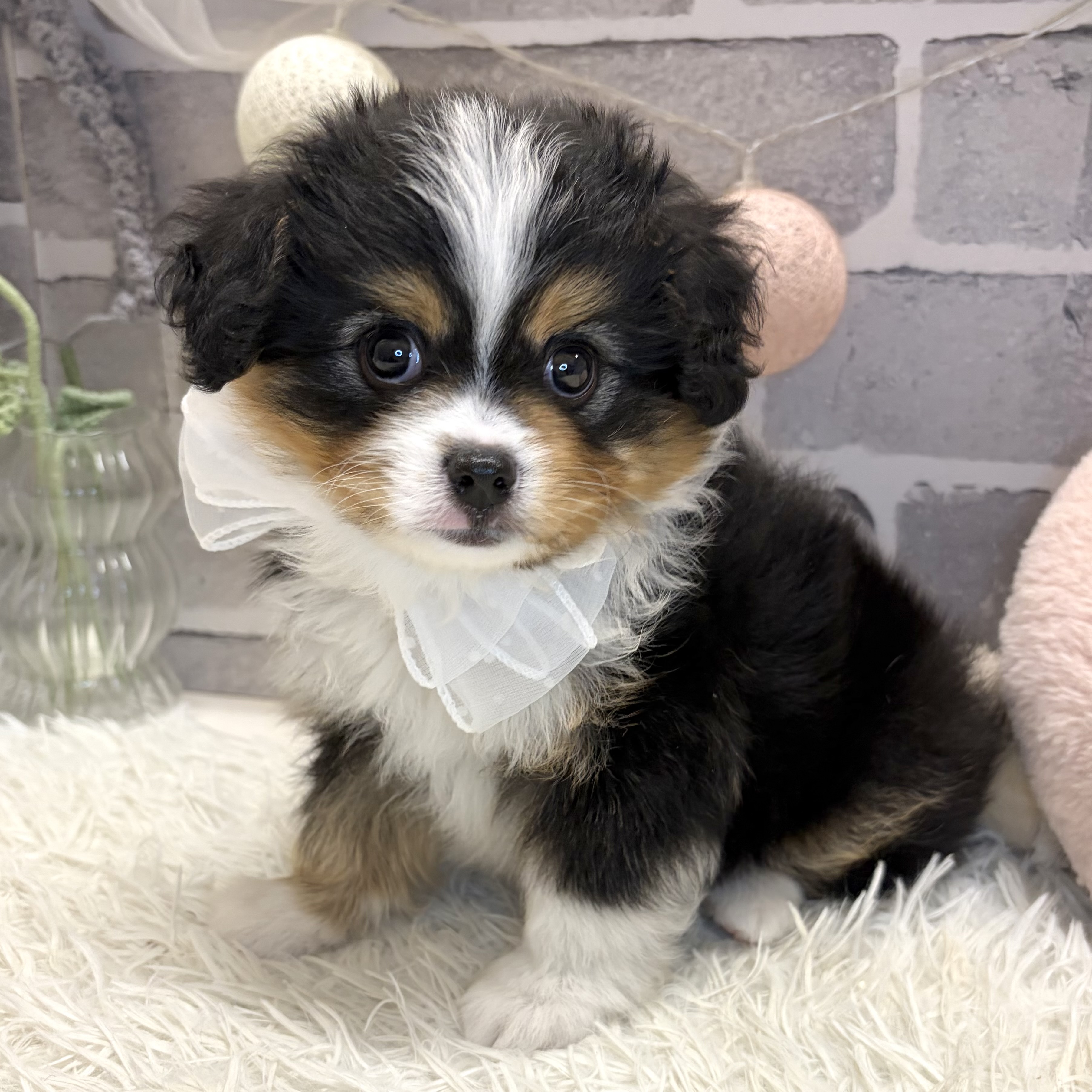 兵庫県のハーフ犬・ミックス犬 (犬の家＆猫の里神戸店/2026年7月21日生まれ/男の子/ブラックタンホワイト)の子犬の3枚目の画像