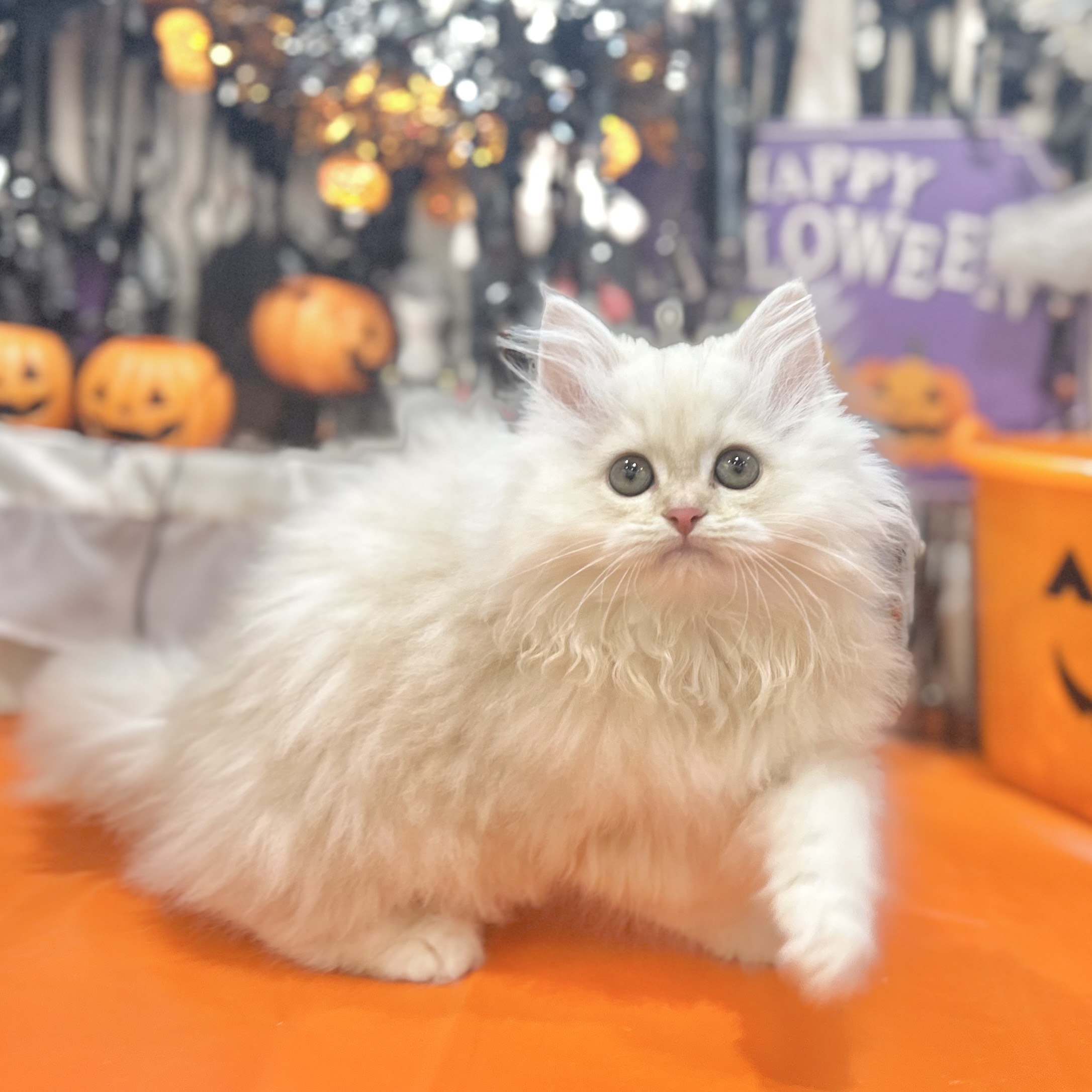 岡山県のサイベリアン (犬の家＆猫の里倉敷店/2025年8月1日生まれ/男の子/クリームタビー)の子猫の3枚目の画像