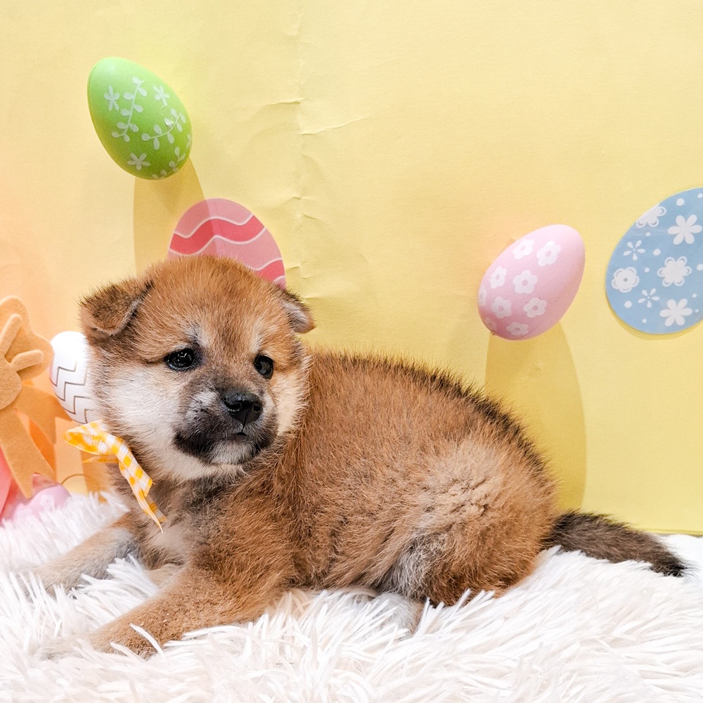 静岡県の柴犬(標準サイズ) (犬の家＆猫の里富士店/2026年2月9日生まれ/女の子/赤)の子犬の3枚目の画像