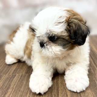 兵庫県のシーズー (犬の家＆猫の里カナート西神戸店/2025年6月19日生まれ/女の子/ホワイトゴールド)の子犬の3枚目の画像