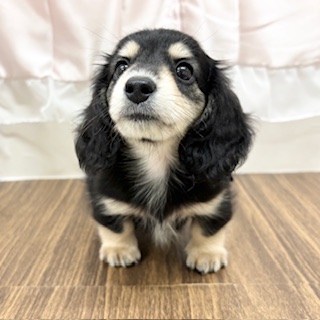 兵庫県のミニチュアダックスフンド(ロング) (犬の家＆猫の里カナート西神戸店/2025年6月21日生まれ/男の子/ブラックイエロー)の子犬の3枚目の画像