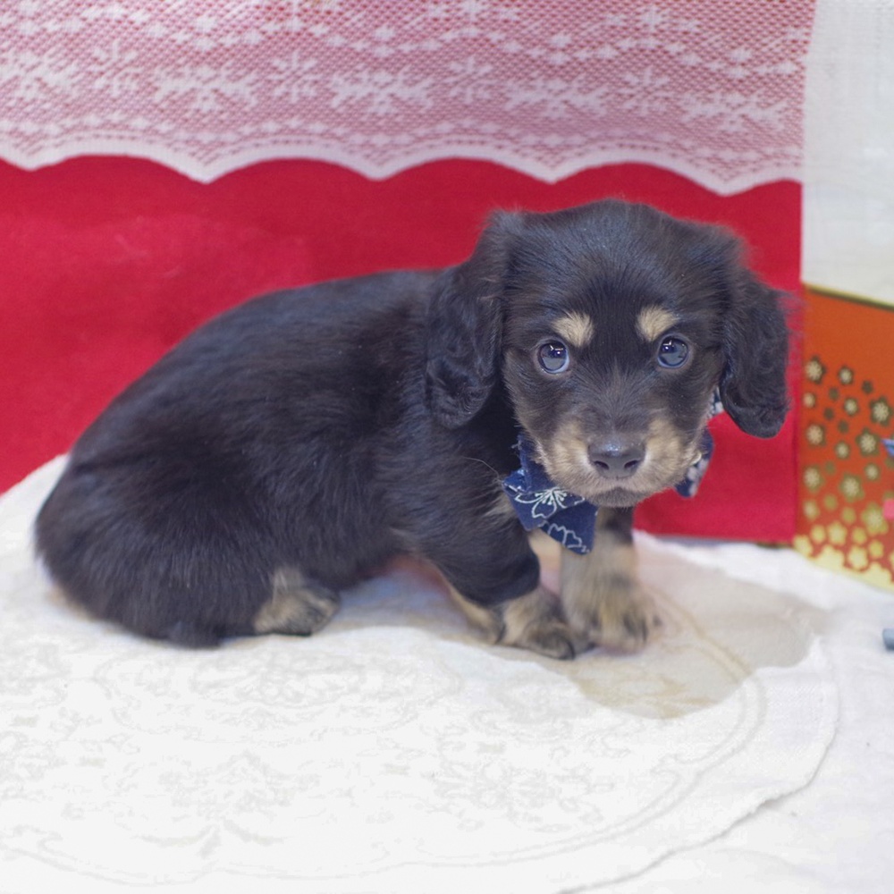 静岡県のミニチュアダックスフンド(ロング) (犬の家＆猫の里富士店/2025年11月22日生まれ/男の子/ブラックイエロー)の子犬の3枚目の画像