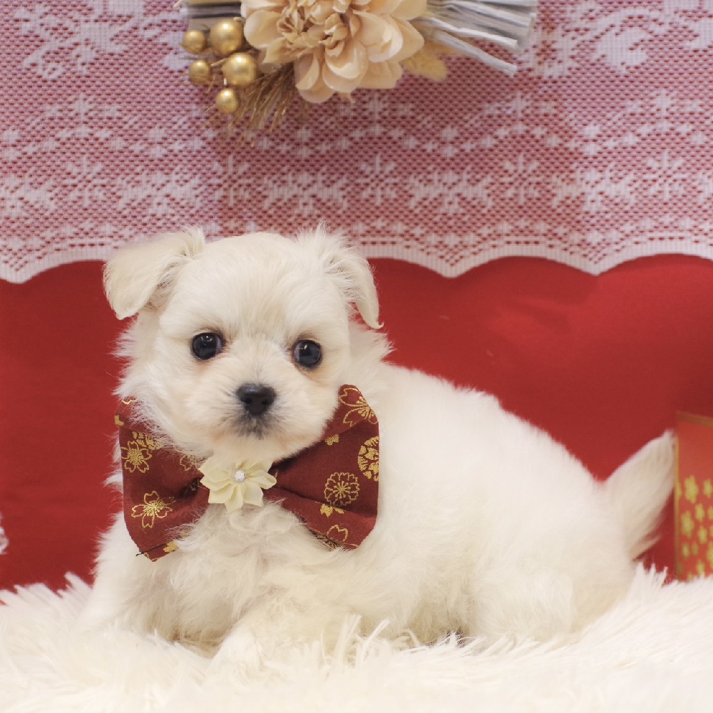 静岡県のチワプー/プーチー(チワワ×プードル) (犬の家＆猫の里富士店/2025年11月2日生まれ/女の子/クリーム)の子犬の3枚目の画像