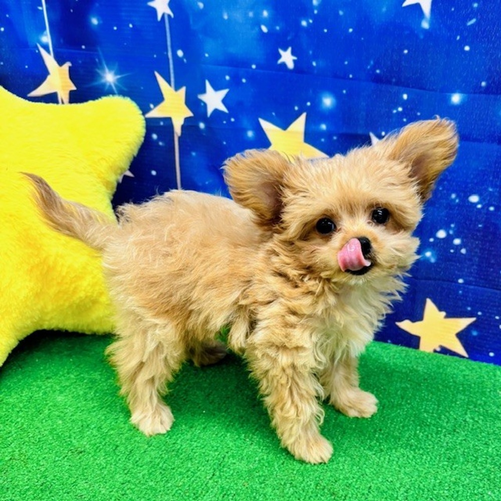 愛知県のチワプー/プーチー(チワワ×プードル) (犬の家＆猫の里名古屋天白店/2025年7月11日生まれ/男の子/アプリコット)の子犬の3枚目の画像
