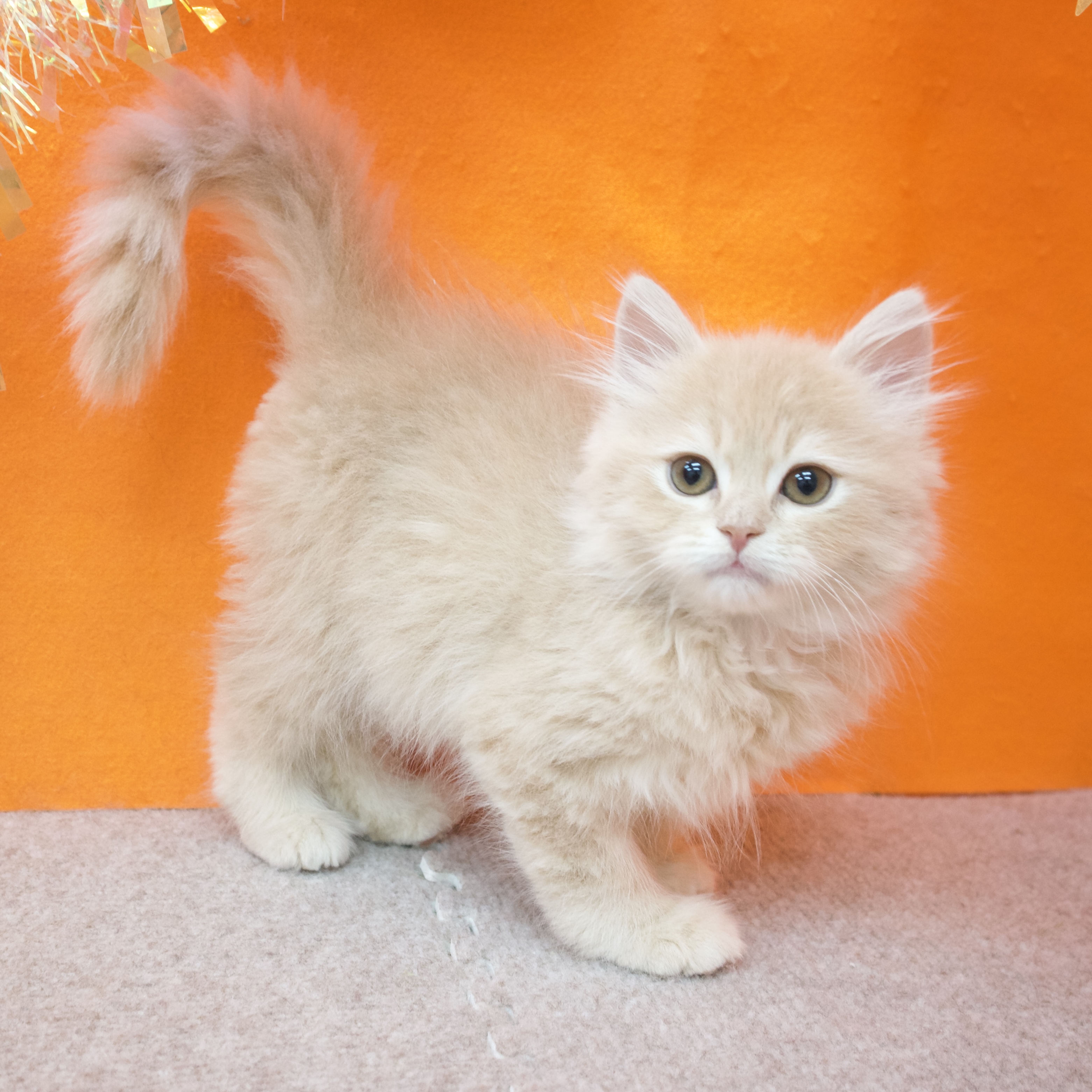 大阪府のサイベリアン (犬の家＆猫の里吹田店/2025年12月10日生まれ/男の子/クリームタビー)の子猫の3枚目の画像