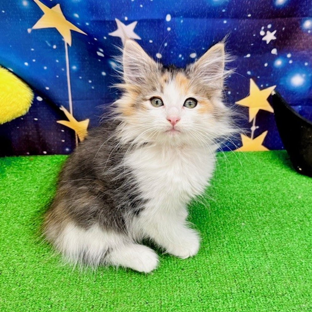 愛知県のノルウェージャンフォレストキャット (犬の家＆猫の里名古屋天白店/2025年8月6日生まれ/女の子/ブルーパッチドタビーホワイト)の子猫の3枚目の画像