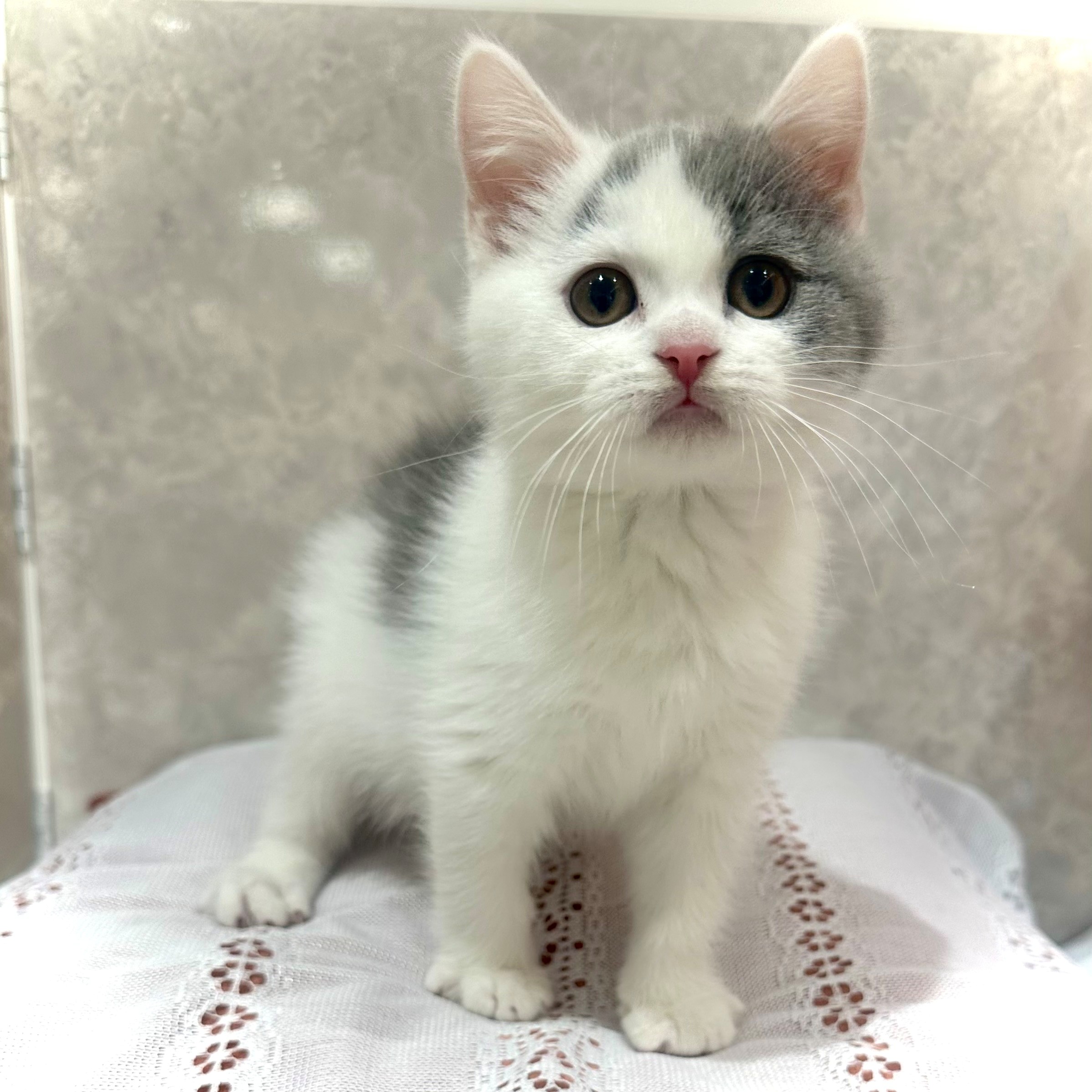 福岡県のブリティッシュショートヘアー (犬の家＆猫の里くりえいと宗像店/2025年11月11日生まれ/男の子/ブルーホワイト)の子猫の3枚目の画像