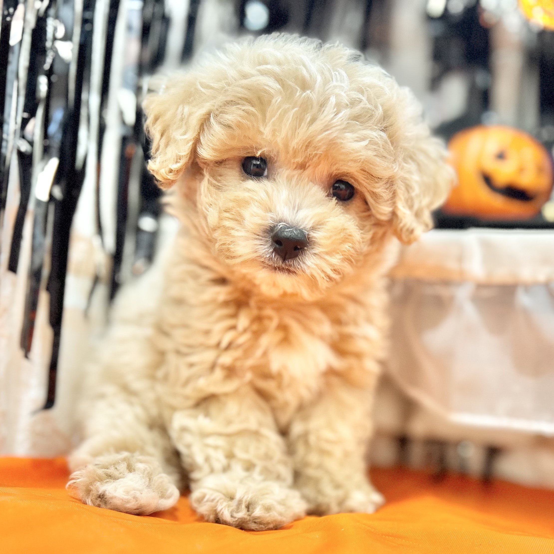 岡山県のビションプー(ビションフリーゼ×プードル) (犬の家＆猫の里倉敷店/2025年8月8日生まれ/女の子/アプリコット)の子犬の3枚目の画像