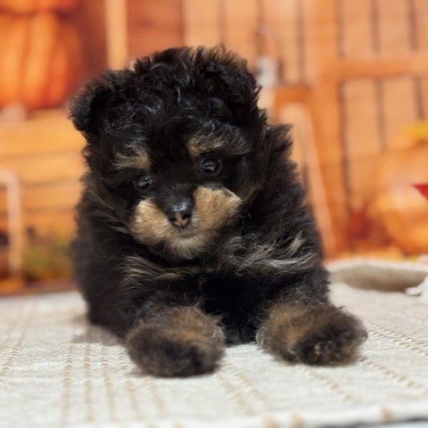 福岡県のポメプー(ポメラニアン×プードル) (犬の家＆猫の里トリアス久山店/2025年8月11日生まれ/男の子/ブラックタン)の子犬の3枚目の画像