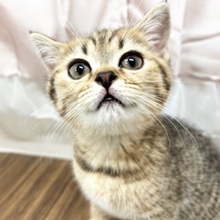 兵庫県のブリティッシュショートヘアー (犬の家＆猫の里カナート西神戸店/2025年6月15日生まれ/女の子/ブラウンタビー)の子猫の3枚目の画像