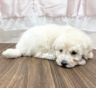 兵庫県のトイプードル(トイ) (犬の家＆猫の里カナート西神戸店/2025年6月15日生まれ/男の子/ホワイト)の子犬の3枚目の画像