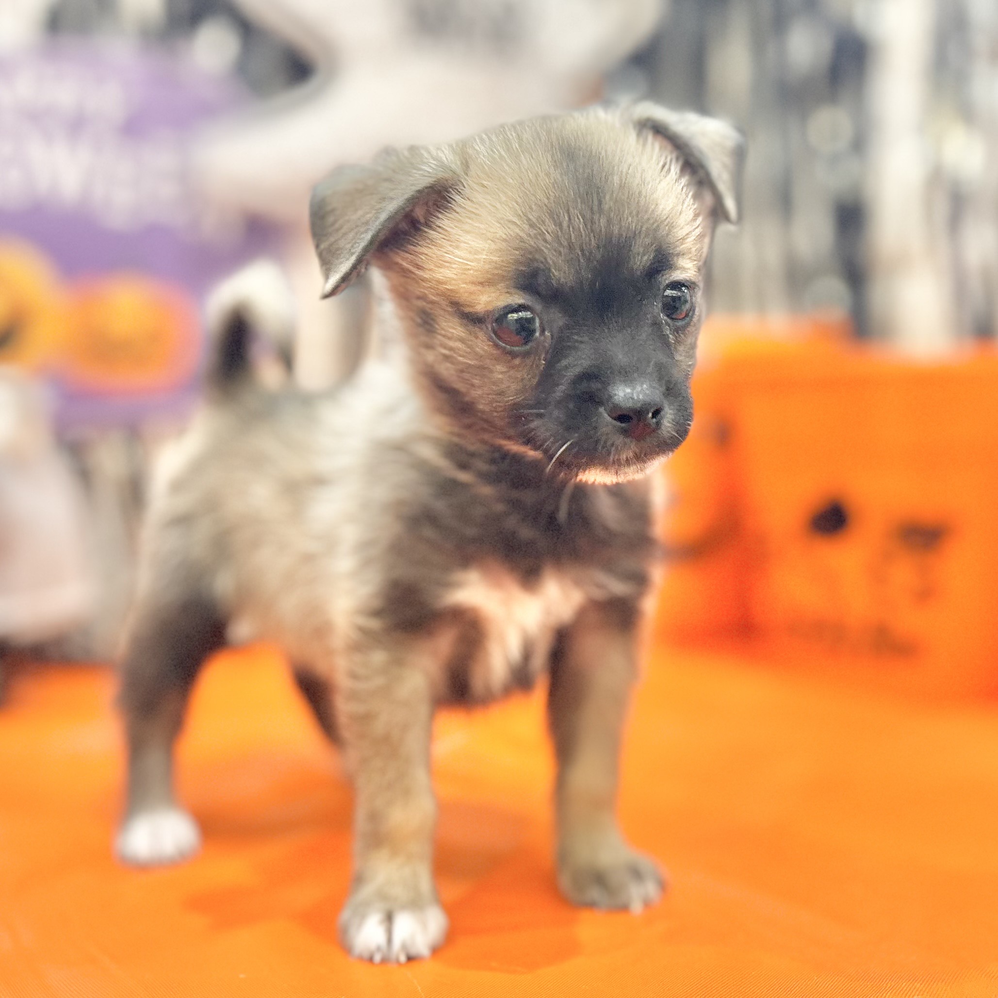 岡山県のハーフ犬・ミックス犬 (犬の家＆猫の里倉敷店/2025年8月8日生まれ/女の子/フォーン)の子犬の3枚目の画像