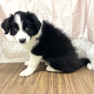 兵庫県のボーダーコリー (犬の家＆猫の里カナート西神戸店/2025年6月16日生まれ/女の子/ブラックホワイト)の子犬の3枚目の画像