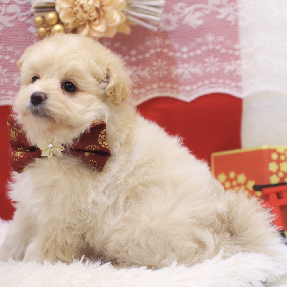 静岡県のポメプー(ポメラニアン×プードル) (犬の家＆猫の里富士店/2025年11月3日生まれ/女の子/クリーム)の子犬の3枚目の画像