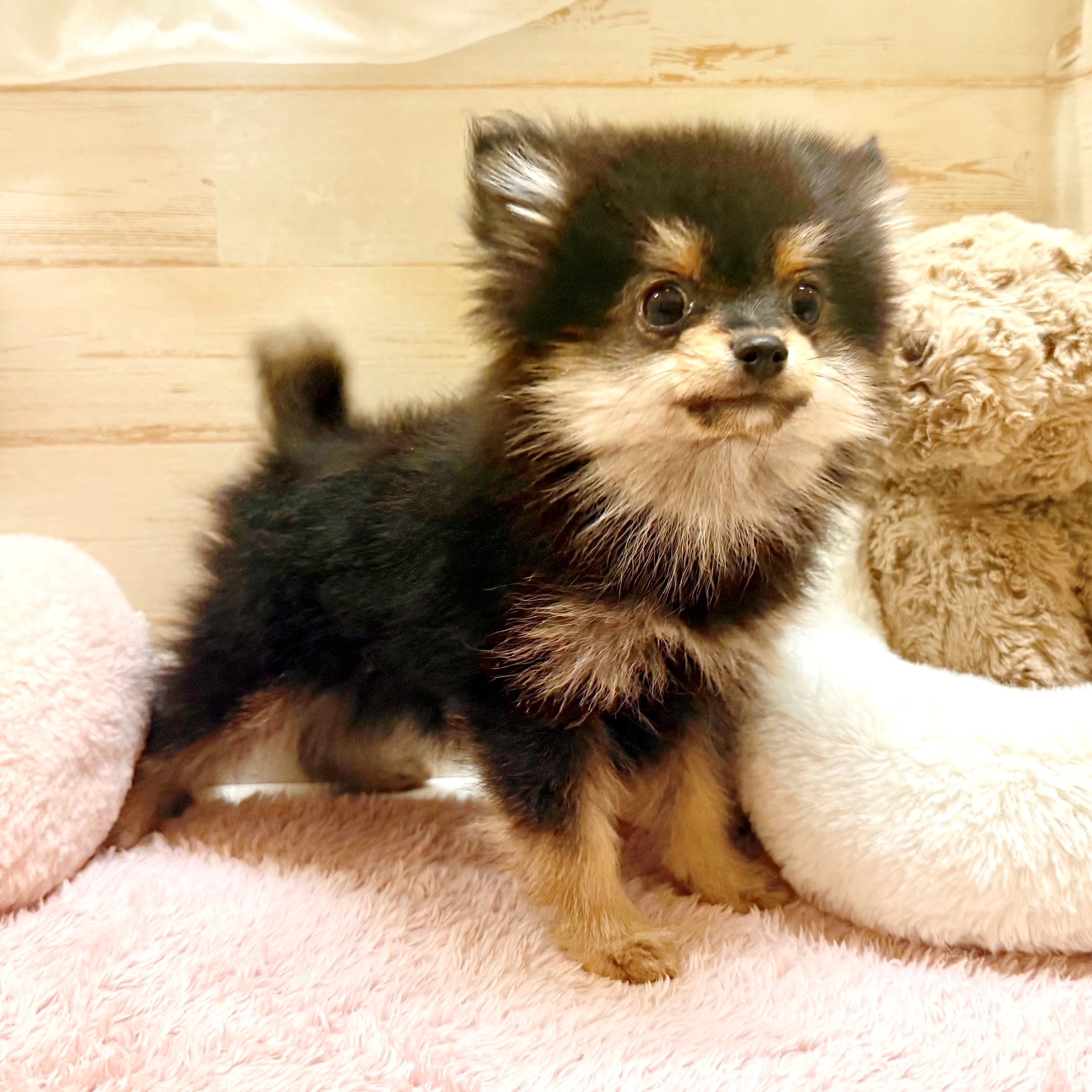 兵庫県のポメラニアン (犬の家＆猫の里神戸店/2025年11月6日生まれ/男の子/ブラックタン)の子犬の3枚目の画像