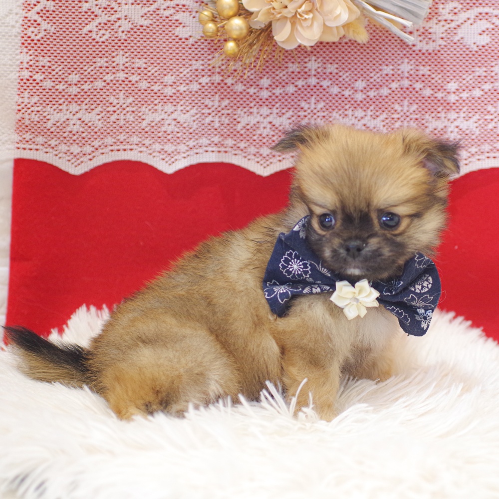 静岡県のポメチワ/チワポメ/ポメチー(ポメラニアン×チワワ) (犬の家＆猫の里富士店/2025年12月1日生まれ/男の子/オレンジ)の子犬の3枚目の画像