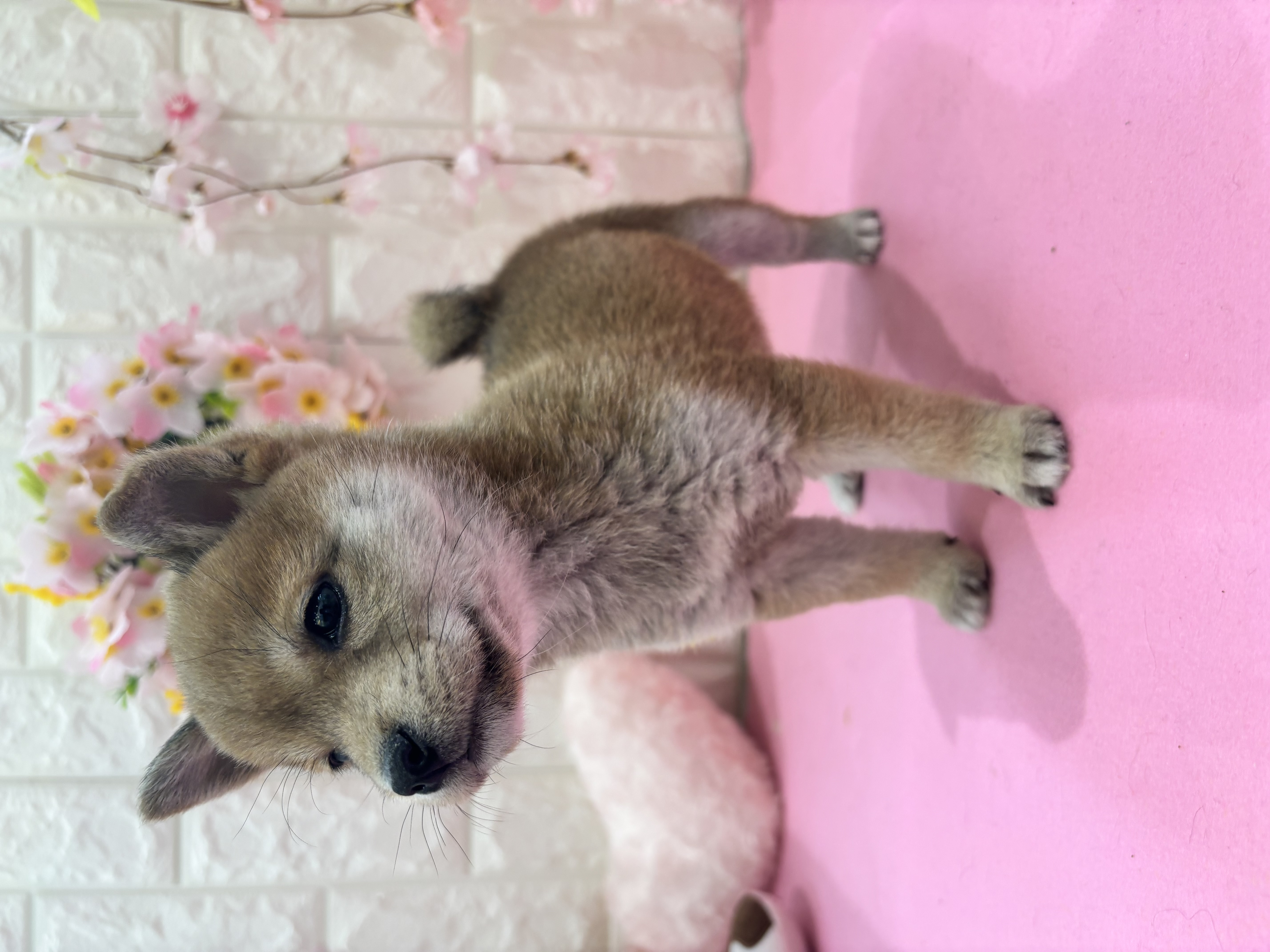 岡山県の豆柴 (犬の家＆猫の里倉敷店/2025年12月7日生まれ/女の子/赤)の子犬の3枚目の画像