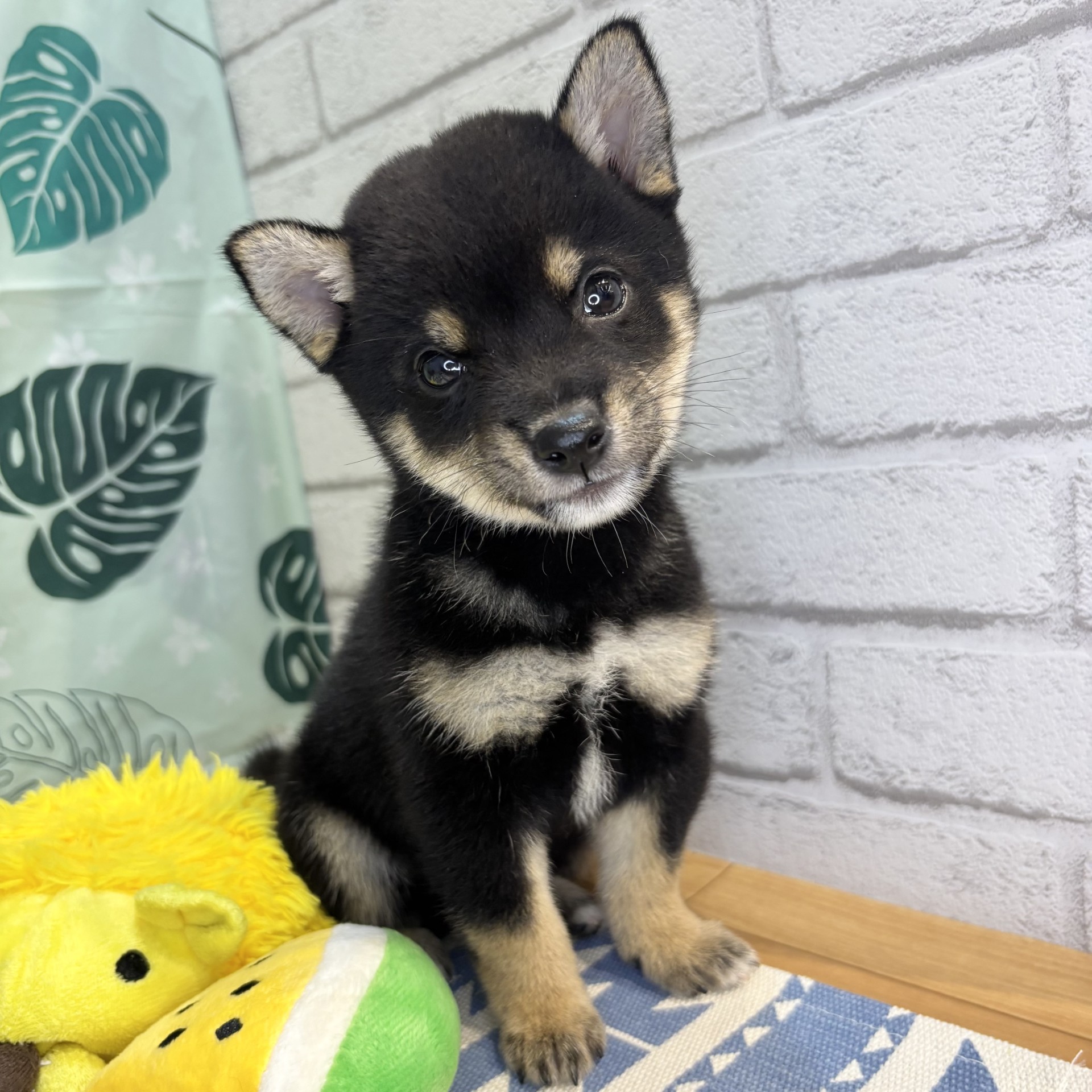 長野県の豆柴 (犬の家＆猫の里カインズ梓川店/2026年6月1日生まれ/男の子/黒)の子犬の3枚目の画像