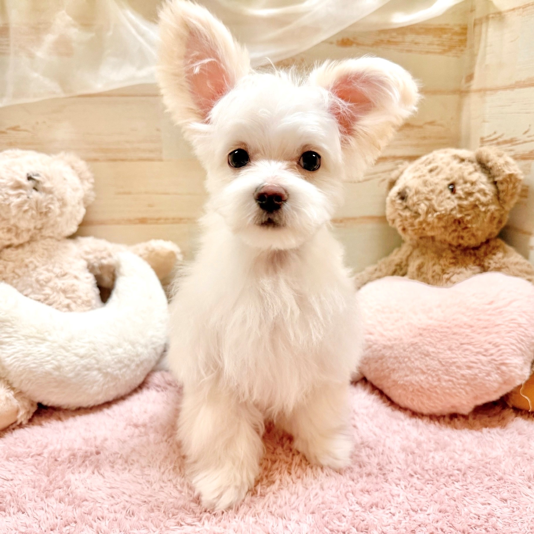 兵庫県のチワマル/マルチワ(チワワ×マルチーズ) (犬の家＆猫の里神戸店/2025年9月11日生まれ/男の子/クリーム)の子犬の3枚目の画像