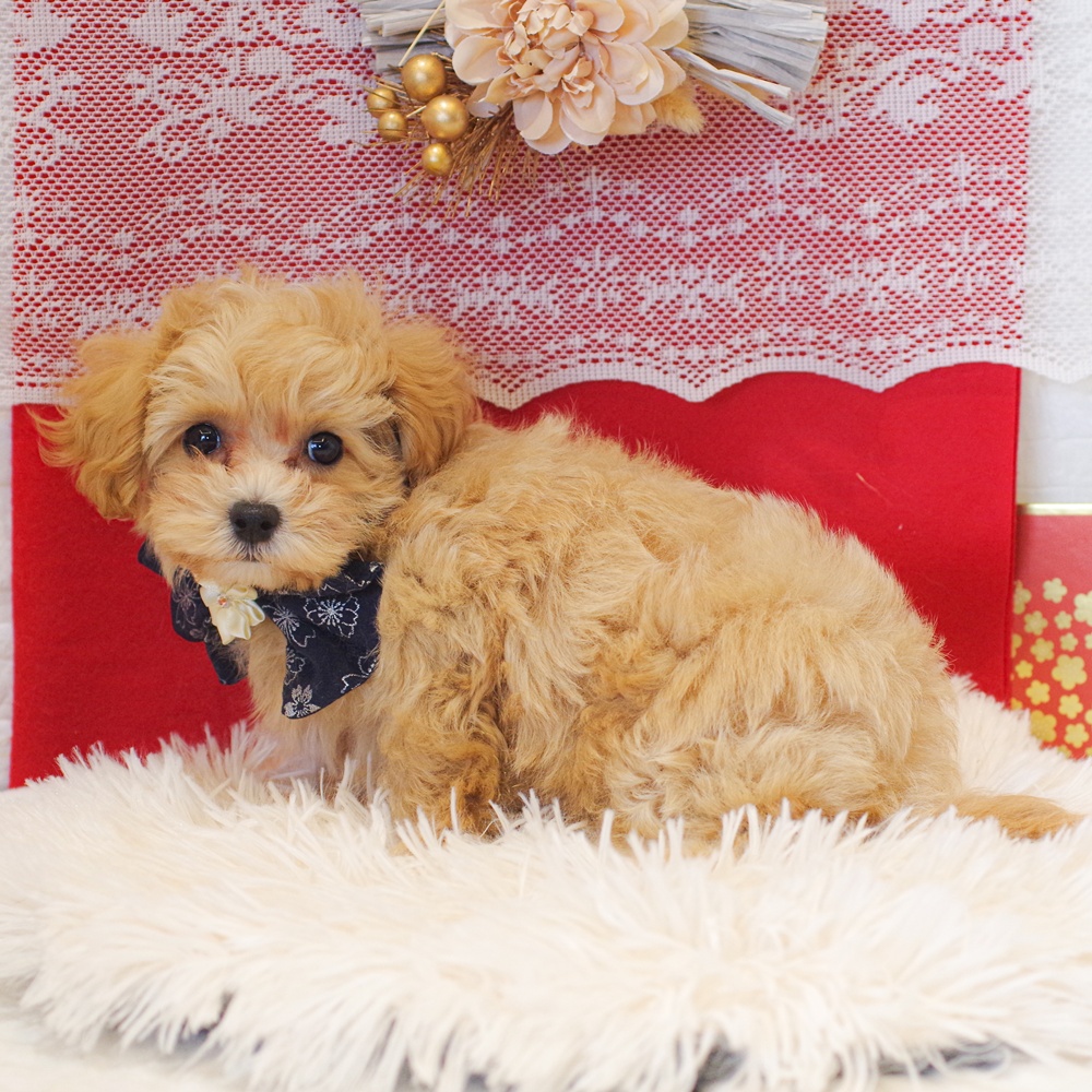 静岡県のマルプー(マルチーズ×プードル) (犬の家＆猫の里富士店/2025年11月29日生まれ/男の子/アプリコットホワイト)の子犬の3枚目の画像