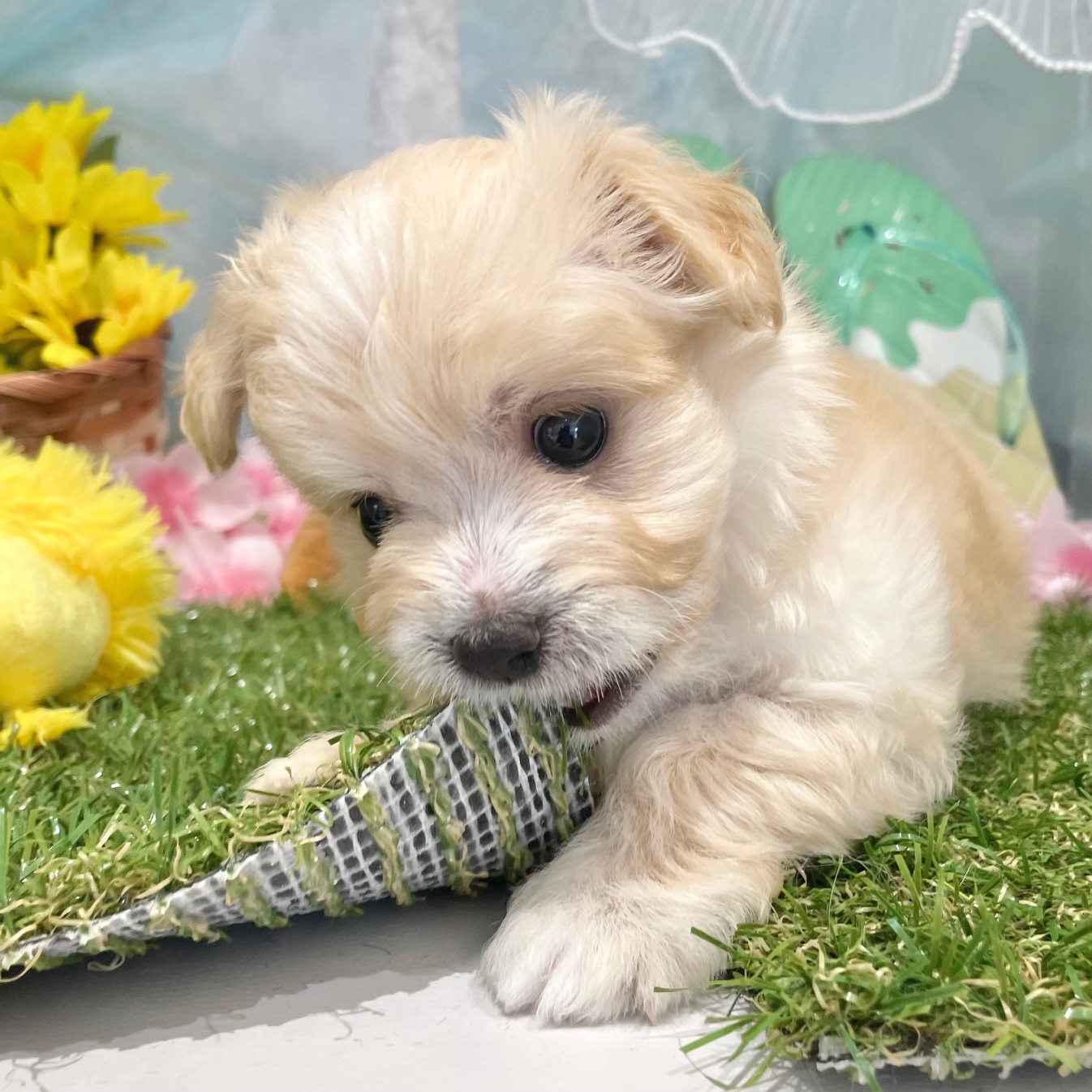 福岡県のマルプー(マルチーズ×プードル) (犬の家＆猫の里くりえいと宗像店/2026年5月18日生まれ/男の子/アプリコット)の子犬の3枚目の画像