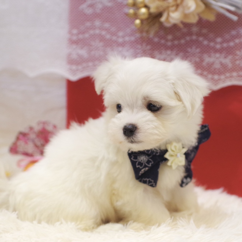 静岡県のマルチーズ (犬の家＆猫の里富士店/2025年11月2日生まれ/男の子/ホワイト)の子犬の3枚目の画像