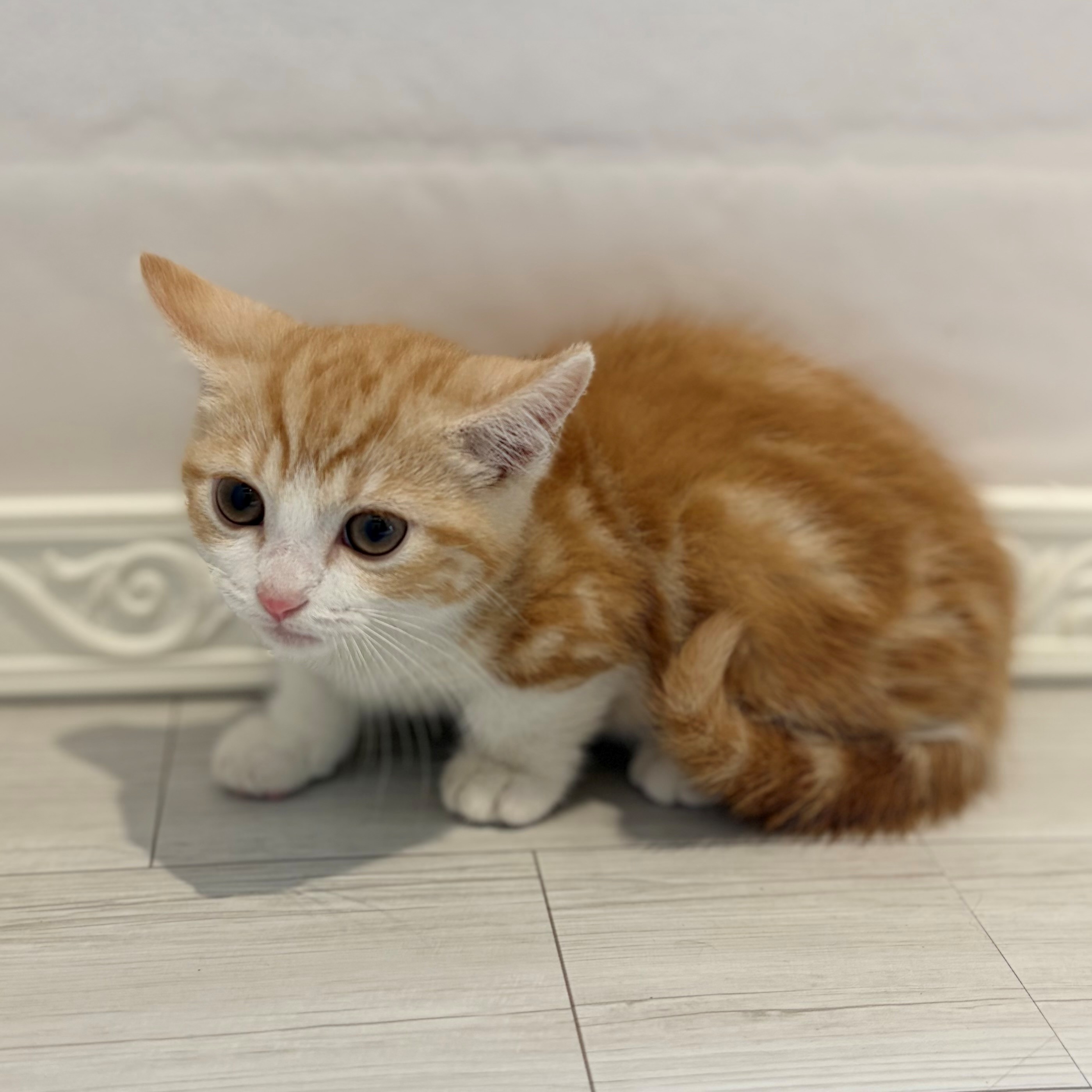 愛知県のマンチカン (犬の家＆猫の里春日井本店/2026年3月20日生まれ/男の子/レッドタビーホワイト)の子猫の3枚目の画像