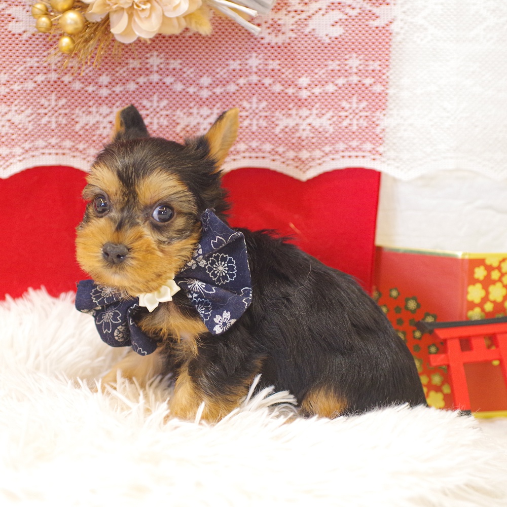 静岡県のヨークシャーテリア (犬の家＆猫の里富士店/2025年12月2日生まれ/男の子/スチールブルータン)の子犬の3枚目の画像