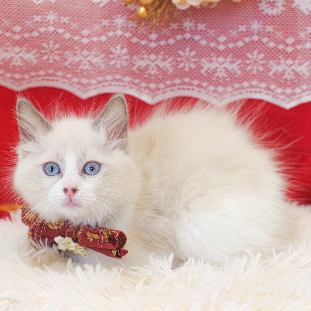 静岡県のラグドール (犬の家＆猫の里富士店/2025年11月27日生まれ/女の子/ブルーポイントバイカラー)の子猫の3枚目の画像