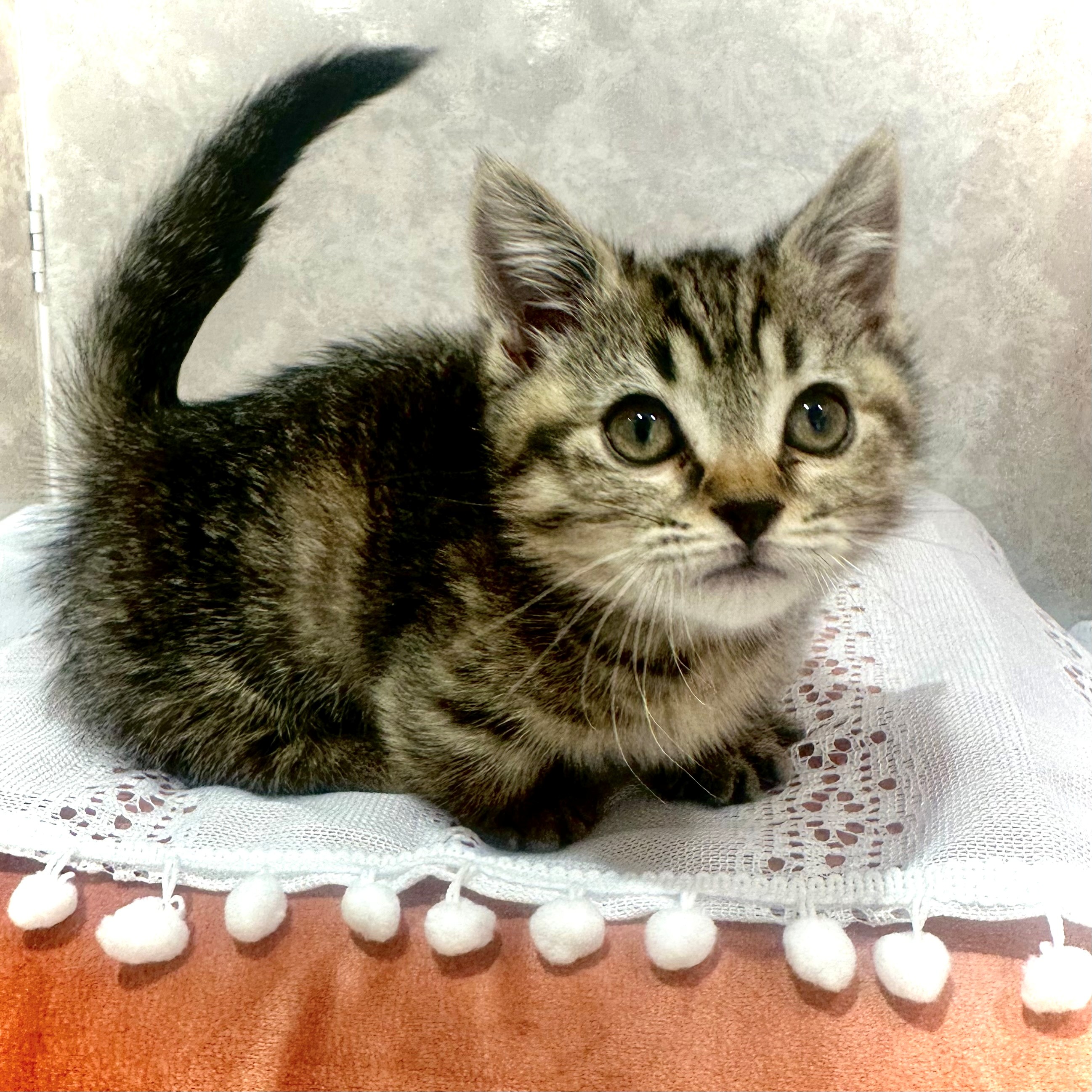 福岡県のマンチカン (犬の家＆猫の里くりえいと宗像店/2025年12月1日生まれ/女の子/ブラウンパッチドタビー)の子猫の3枚目の画像