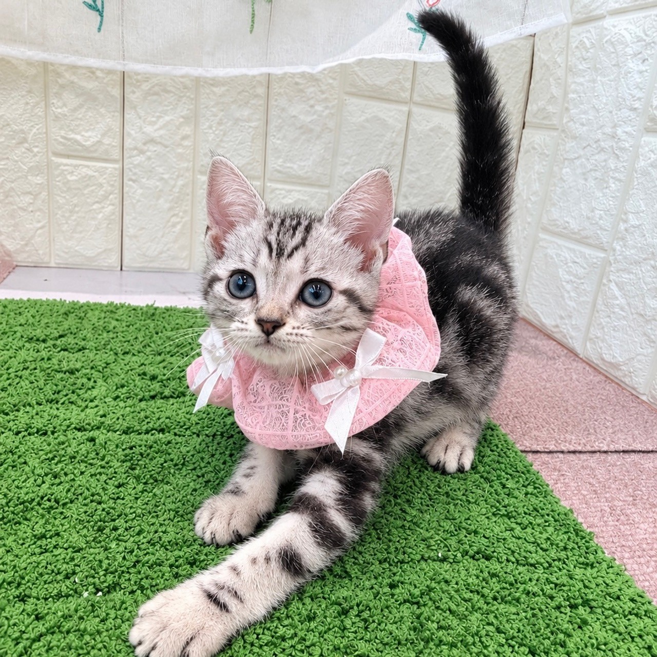 岡山県のアメリカンショートヘアー (犬の家＆猫の里倉敷店/2026年8月23日生まれ/女の子/シルバータビー)の子猫の1枚目の画像